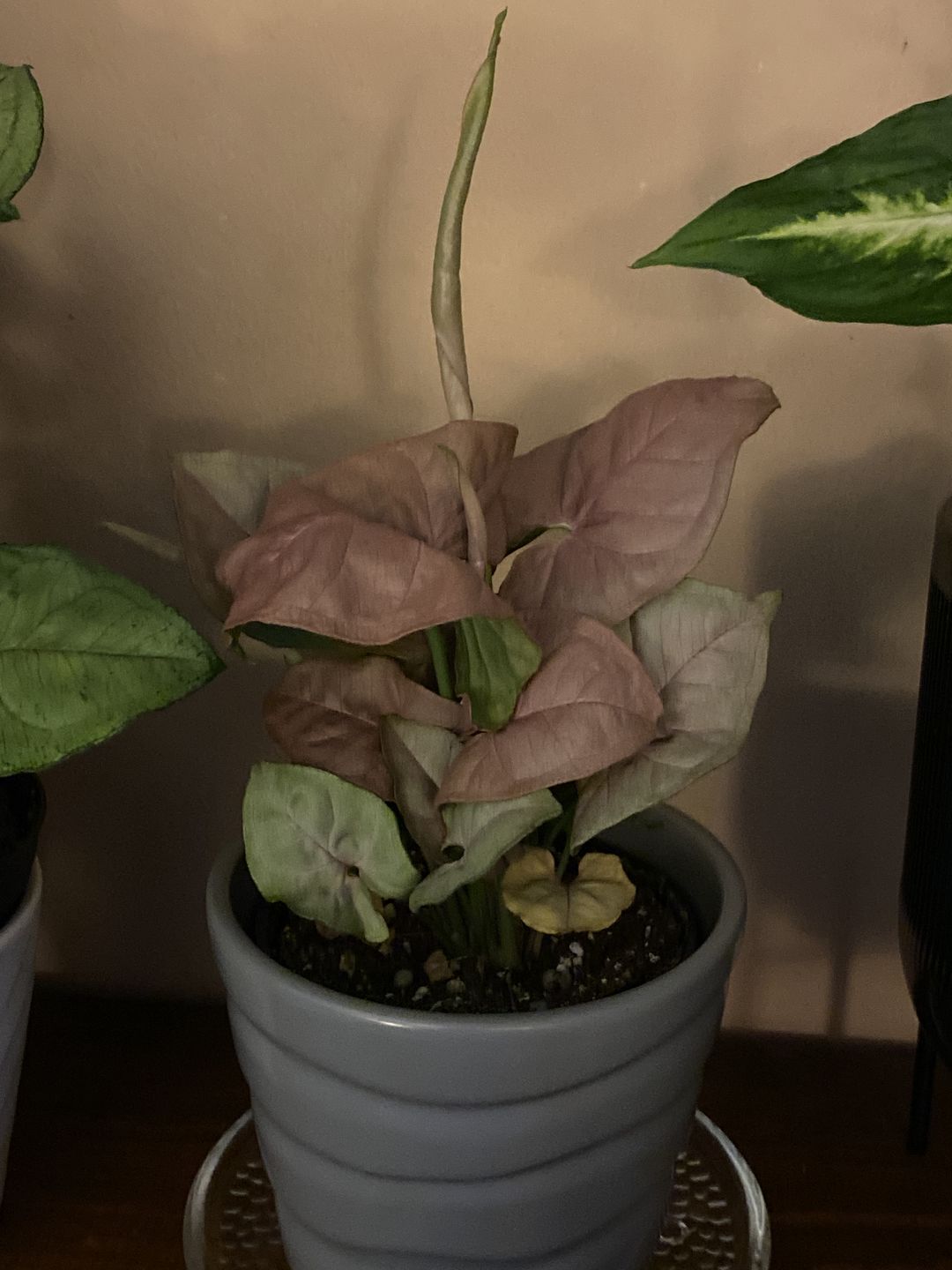 Customer photo review of 4" Syngonium Regina Red