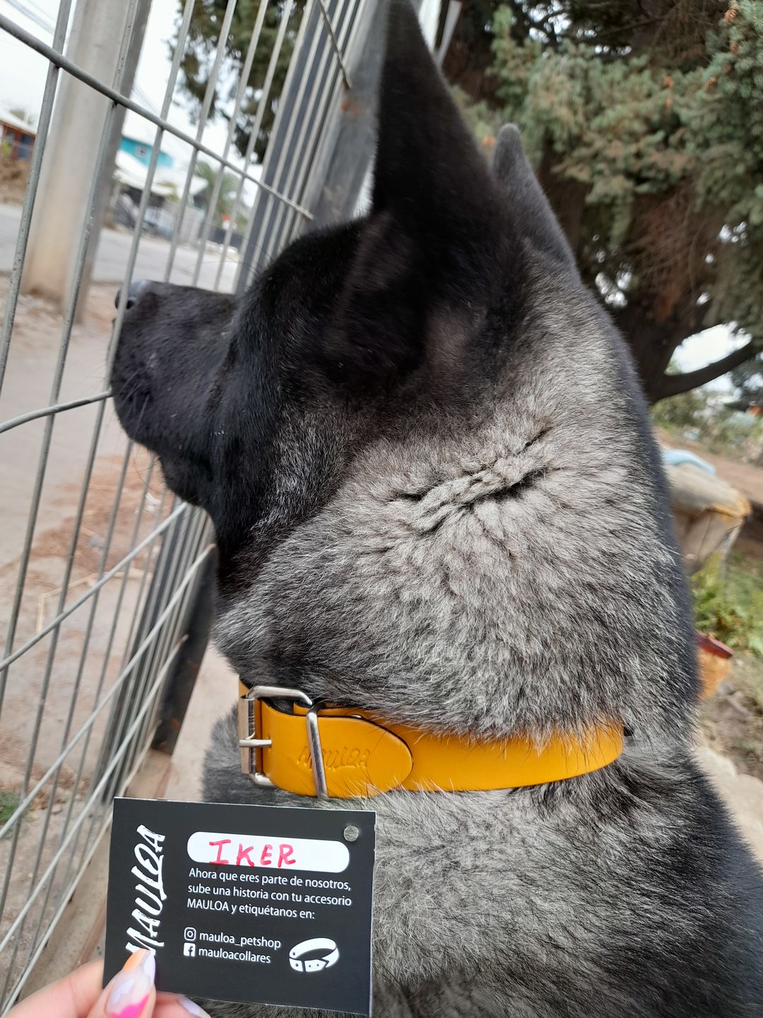 Customer photo review of Collar Duke Amarillo/Jeans