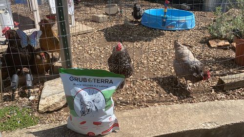 Customer photo review of GrubTerra Dried Larvae