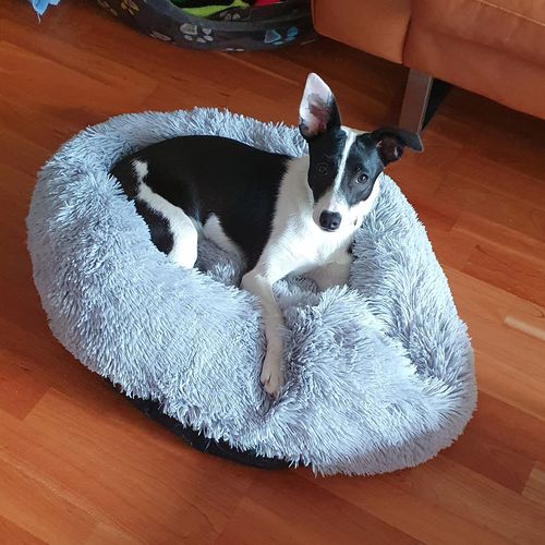 Customer photo review of Puppery Kuschelbett - Das Original