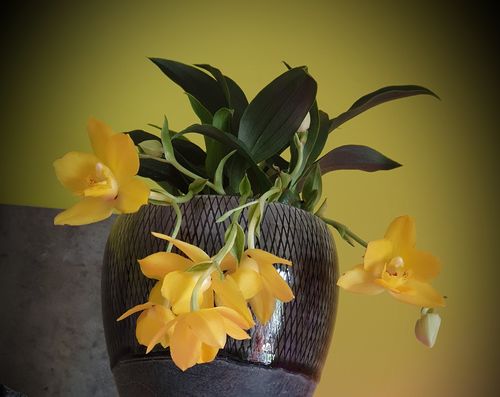 Customer photo review of Promenaea Sunlight Orchidee