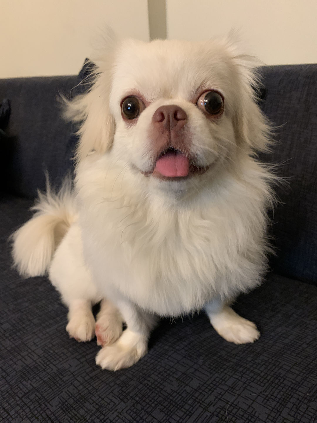 Customer photo review of arrr Dental Chew