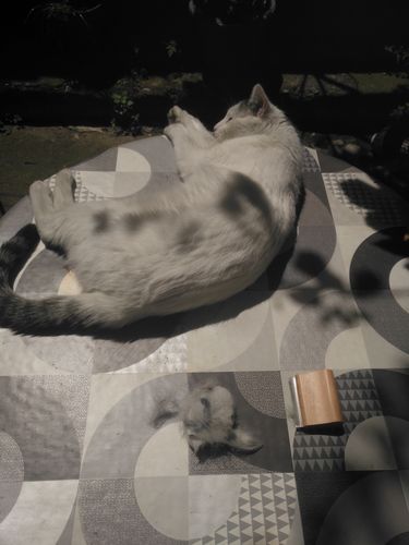 Customer photo review of Brosse Pilpoil - Anti-Poils, anti-mue, pour chien & chat