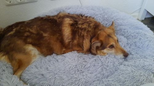 Customer photo review of Puppery Kuschelbett - Das Original