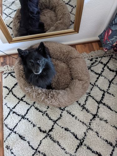 Customer photo review of Puppery Kuschelbett - Das Original