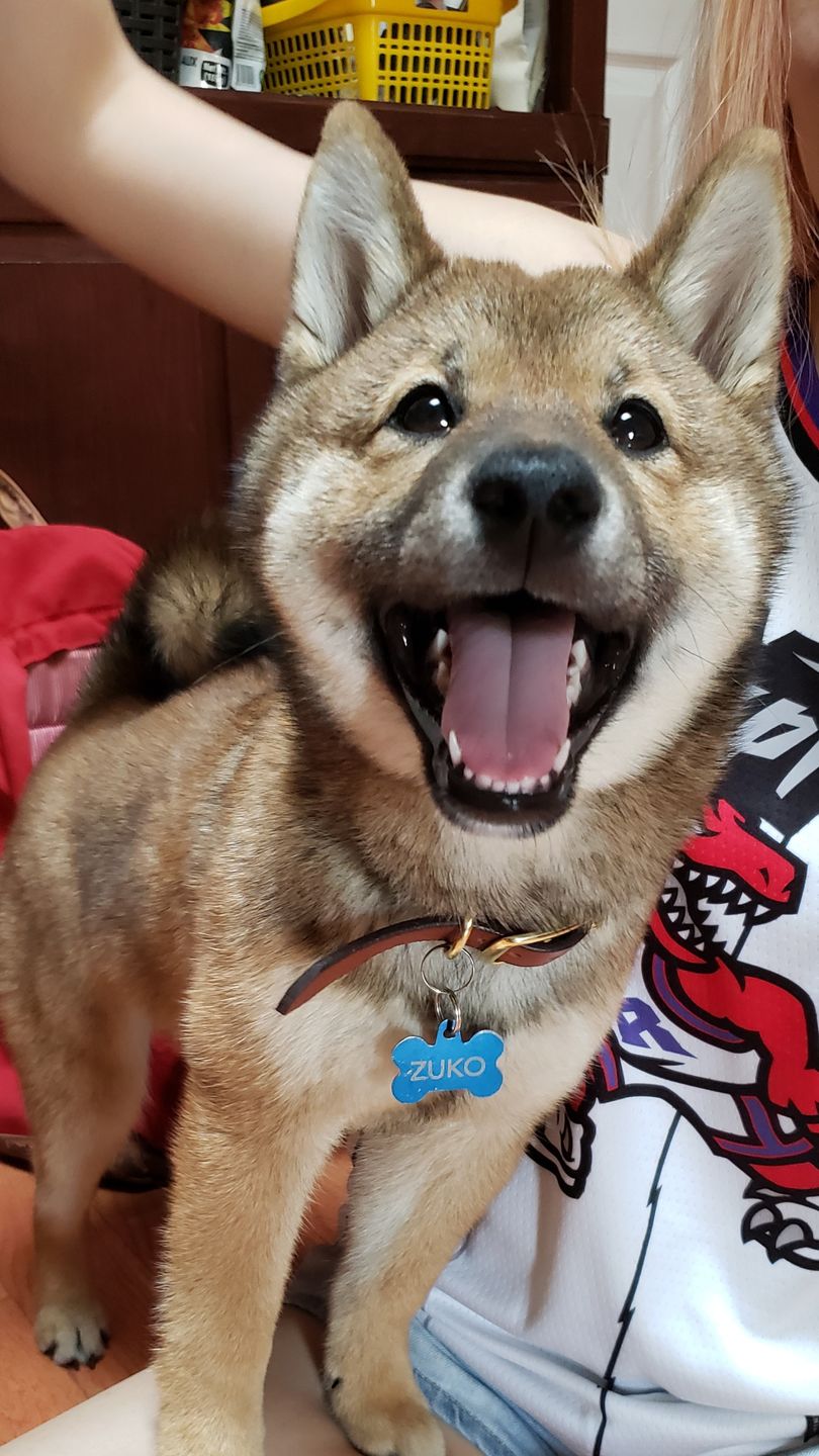 Customer photo review of Rover - Classic Cognac Full-Grain Leather Dog Collar