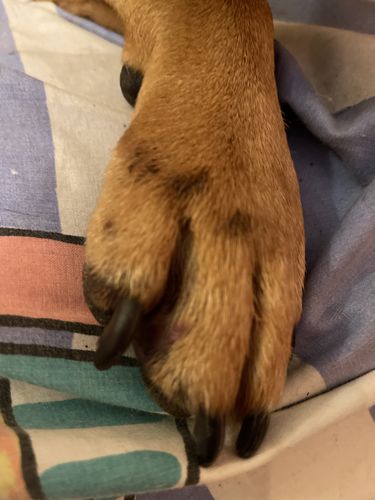 Customer photo review of Ruff Skin Salvation - Skin repair balm for dogs