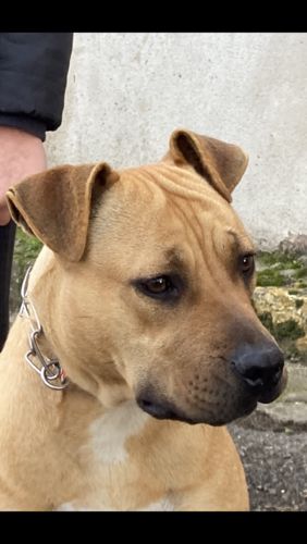 Customer photo review of IMPERIAL FOOD 1ST CLASS MAIALE E ARINGA