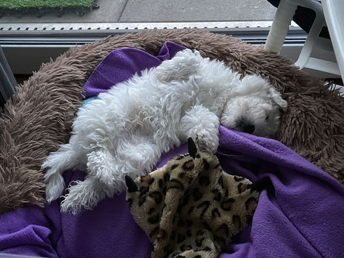Customer photo review of Puppery Kuschelbett - Das Original