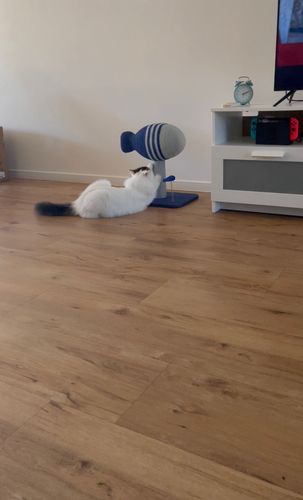 Customer photo review of PETKIT Flyingfish Multi-Functional Cat Scratcher