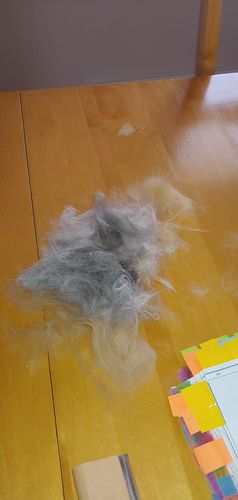 Customer photo review of Brosse Anti-Poils Chien, Chat, Cheval, Lapin | Original | Pilpoil®
