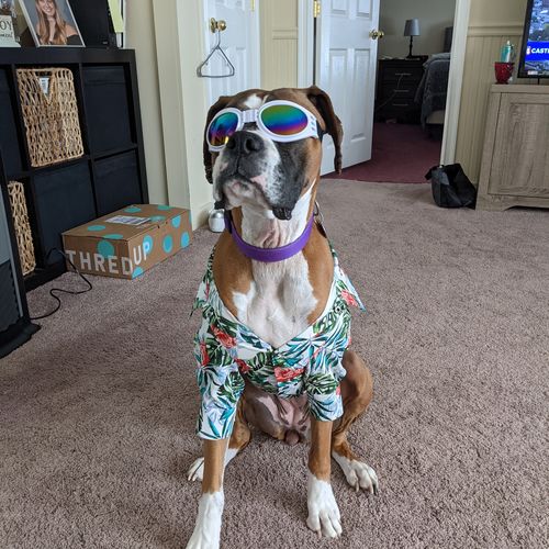 Boxer Hawaiian Shirt – Everything Boxer 