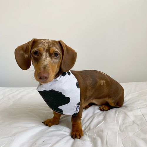 Customer photo review of COW - Bandana