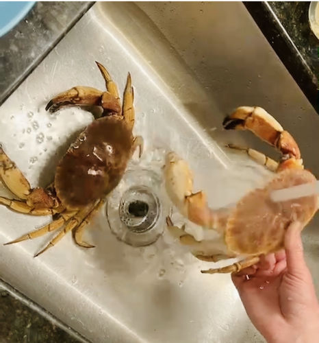 Customer photo review of Jonah Crab 石头蟹 (2只)