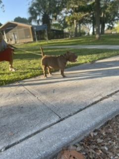 Customer photo review of MIAMI LEASH