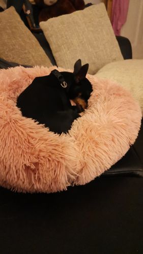 Customer photo review of Puppery Kuschelbett - Das Original