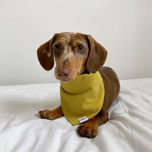 Customer photo review of GOLDEN - Bandana