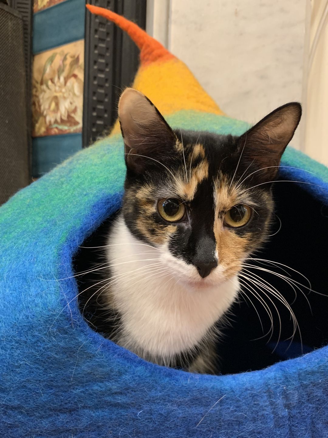 Customer photo review of Cat Cave - Rainbow Teardrop