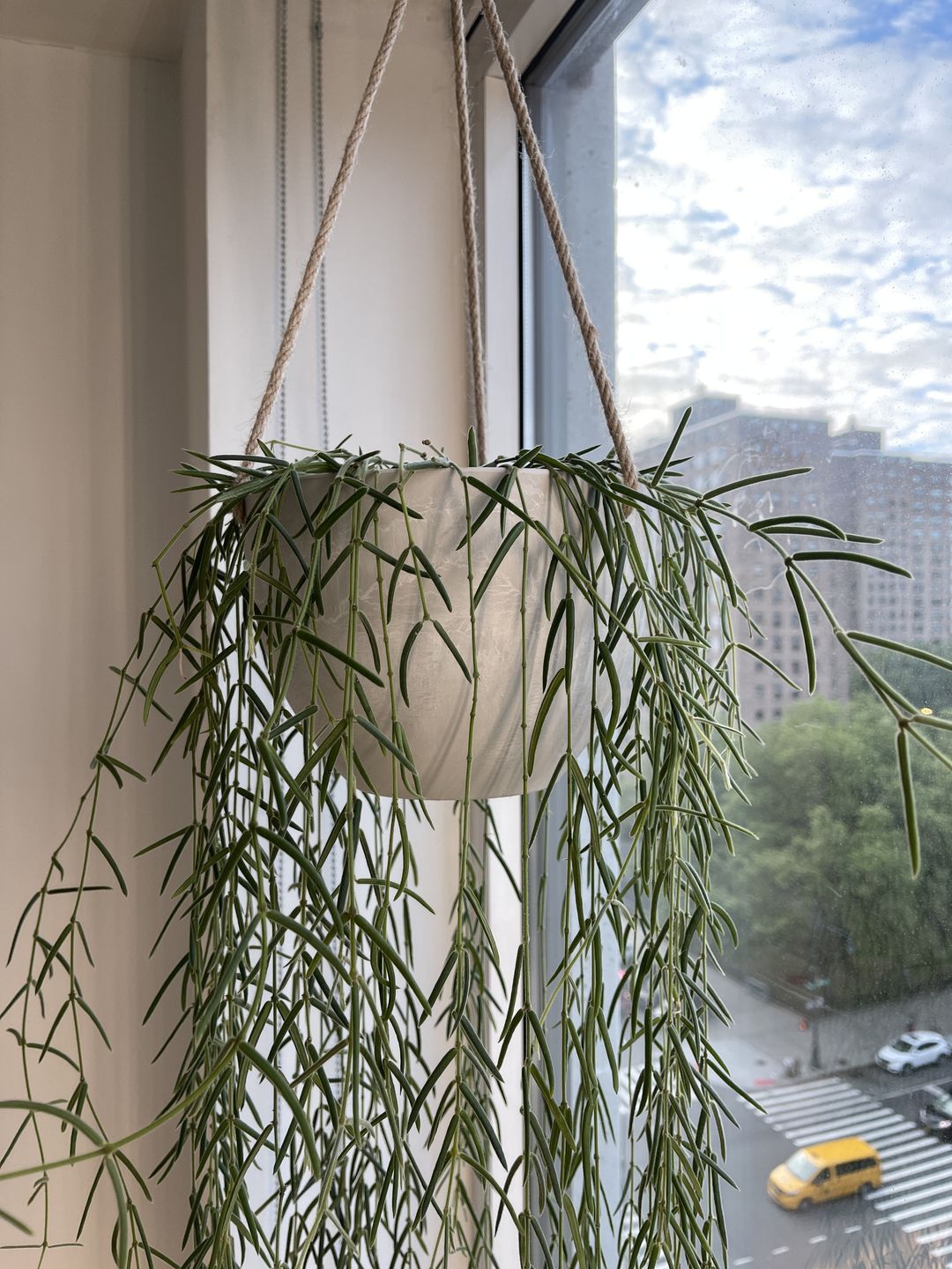 Customer photo review of 8" Signature Stone Hanging Planter