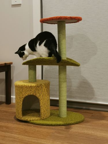 Customer photo review of Two Climbing Level Sisal Cat Scratching Tree