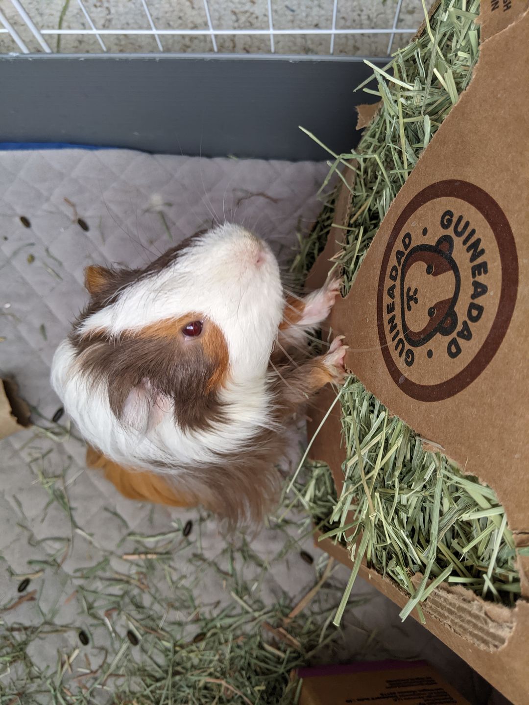 Customer photo review of GuineaDad Nourish Series - Orchard Hay (3 Pack)