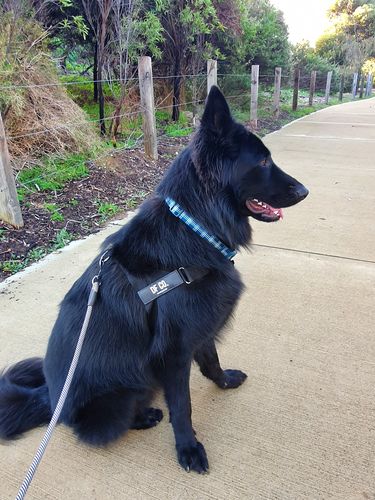Customer photo review of Dog Friendly Co. Harness