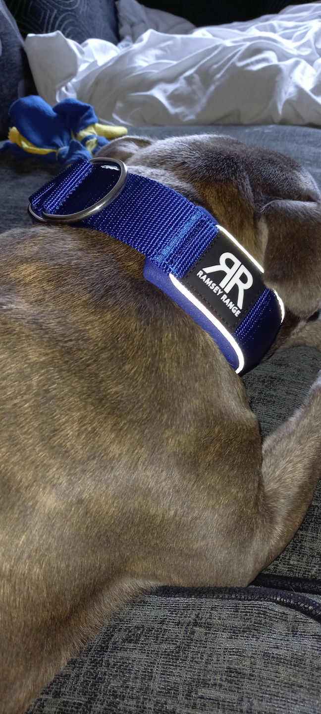 Customer photo review of 5cm RR Collar | Soft Padded & Reflective | Series 2 - Blue