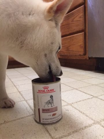 Customer photo review of Royal Canin Veterinary Diet - Hepatic. Canned Dog Food.