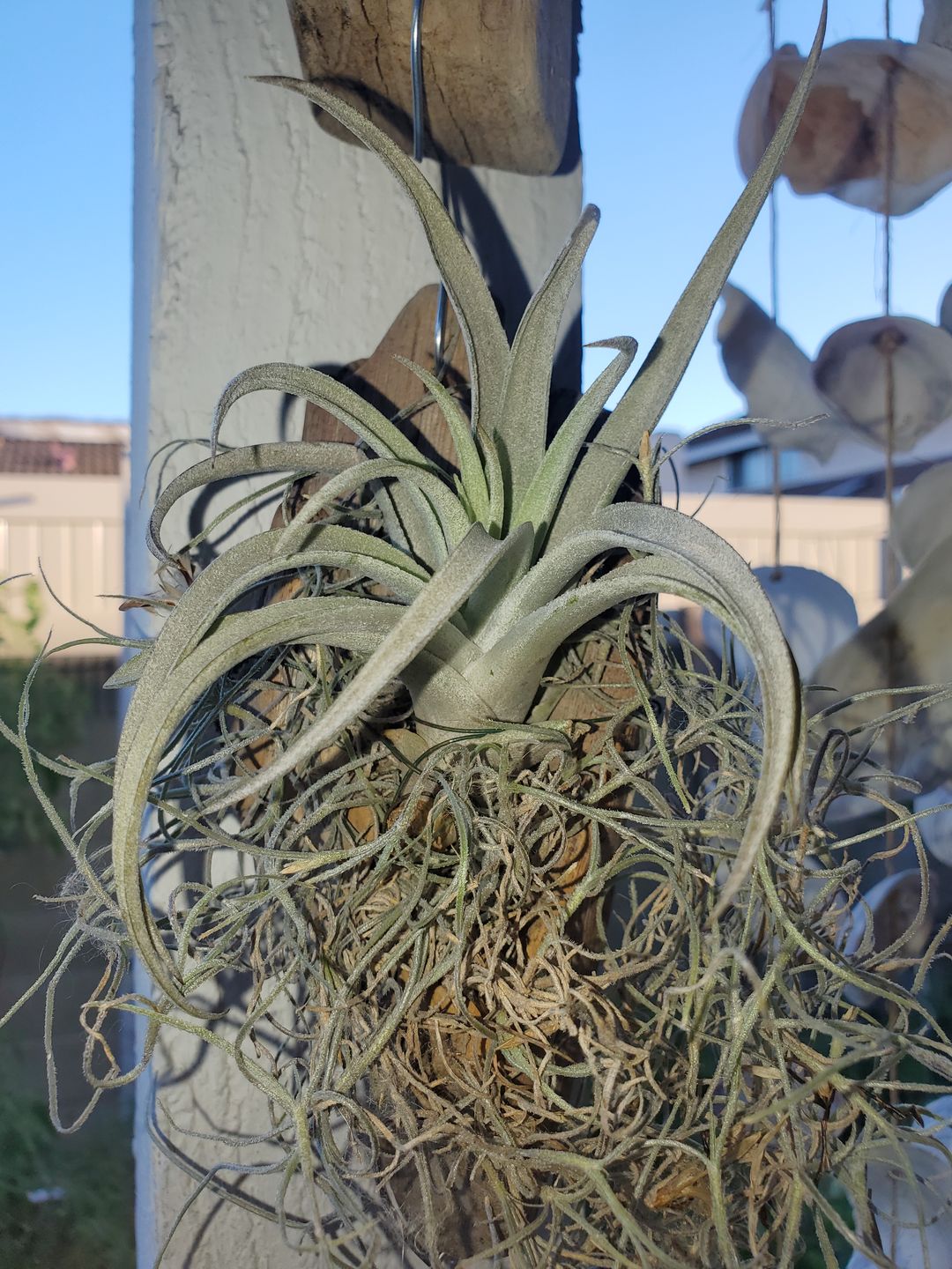 Customer photo review of 10 Pack Premium Air Plants Mix  *Cannot Be Shipped Internationally*