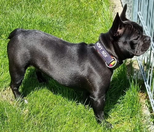 Customer photo review of Hört nix - Hundehalsband