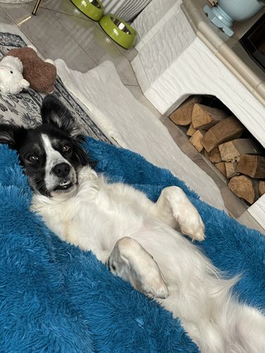 Customer photo review of Hundebett Kuschelwolke  mit kuscheligem Plüsch herausnehmbares Kissen einfarbig