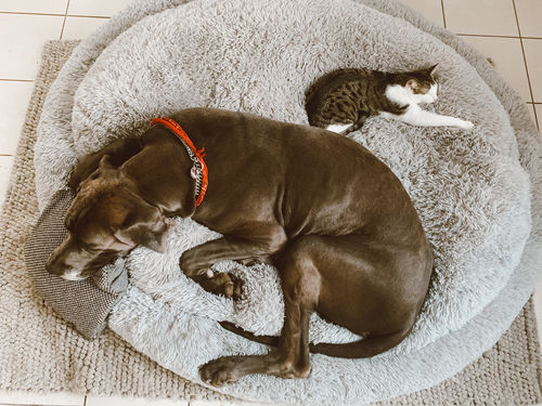 Customer photo review of Hundebett Kuschelwolke  mit kuscheligem Plüsch herausnehmbares Kissen einfarbig