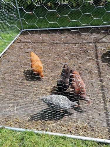 Customer photo review of BlackTasty™ Futtermittel aus Insekten