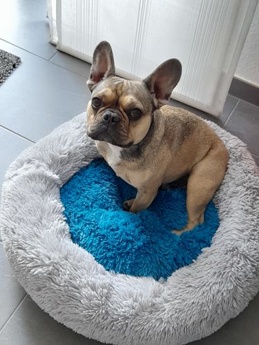 Customer photo review of Kuscheliges Plüsch Kissen für Hundebett Kuschelwolke