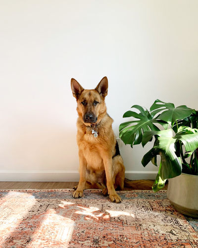 Customer photo review of Distressed Vintage Cezanne Terracotta Sky Area Rug