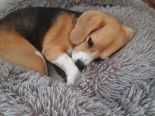 Customer photo review of Hundebett Kuschelwolke  mit kuscheligem Plüsch herausnehmbares Kissen einfarbig