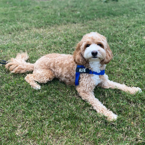 Customer photo review of Custom Name Patch For Dog Harness
