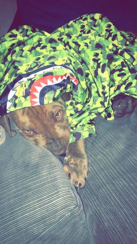 Customer photo review of Shark Monster Reflective Dog Raincoat