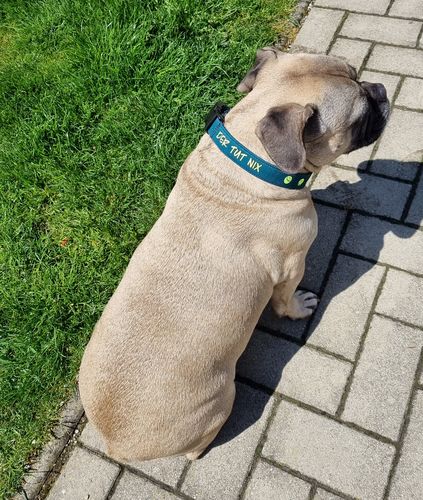 Customer photo review of Der tut nix - NEON - Hundehalsband