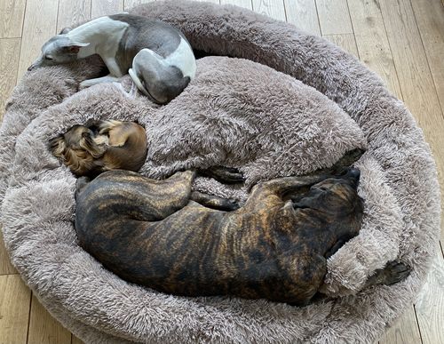 Customer photo review of Hundebett Kuschelwolke  mit kuscheligem Plüsch herausnehmbares Kissen einfarbig