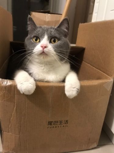 Customer photo review of Furrytail Michu Natural Clumping Tofu Cat Litter 2.5kg/6L