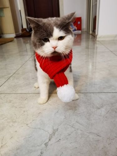 Customer photo review of Furrytail Michu Natural Clumping Tofu Cat Litter 2.5kg/6L