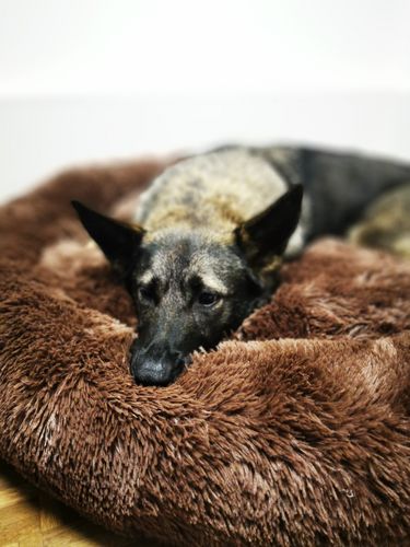 Customer photo review of Hundebett Kuschelwolke  mit kuscheligem Plüsch herausnehmbares Kissen einfarbig