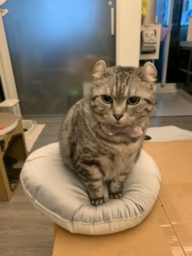 Customer photo review of Mayitwill XL Castle 2 in 1 Front-Entry Cat Litter Box with Scratch Basin, Scoop included, White