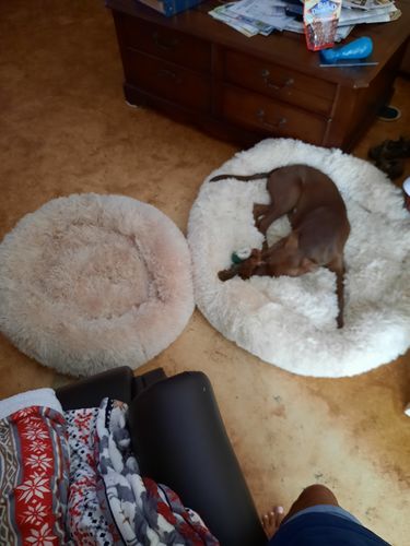 Customer photo review of Comfy Pet Bed Calming High Stretch Soft Faux Fur for Dogs Cats