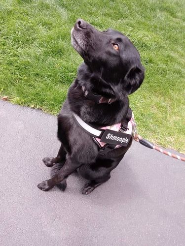 Customer photo review of Lifetime Warranty Personalized NO PULL Dog Harness (FREE Shipping)