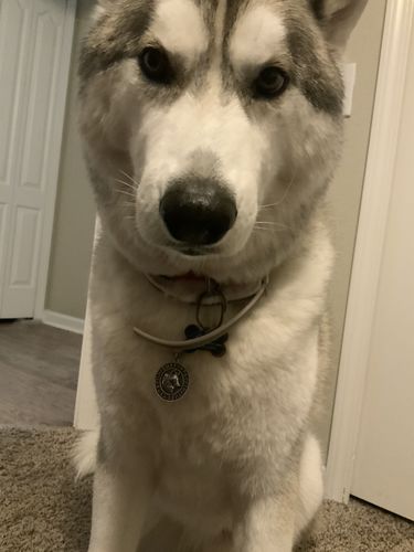 Customer photo review of Úlfhéðnar Wolf Elder Futhark Runes Medallion Necklace