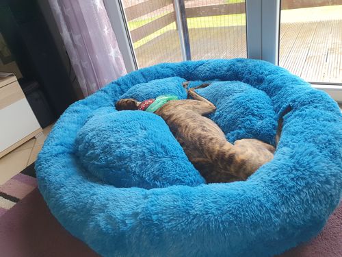 Customer photo review of Hundebett Kuschelwolke  mit kuscheligem Plüsch herausnehmbares Kissen einfarbig