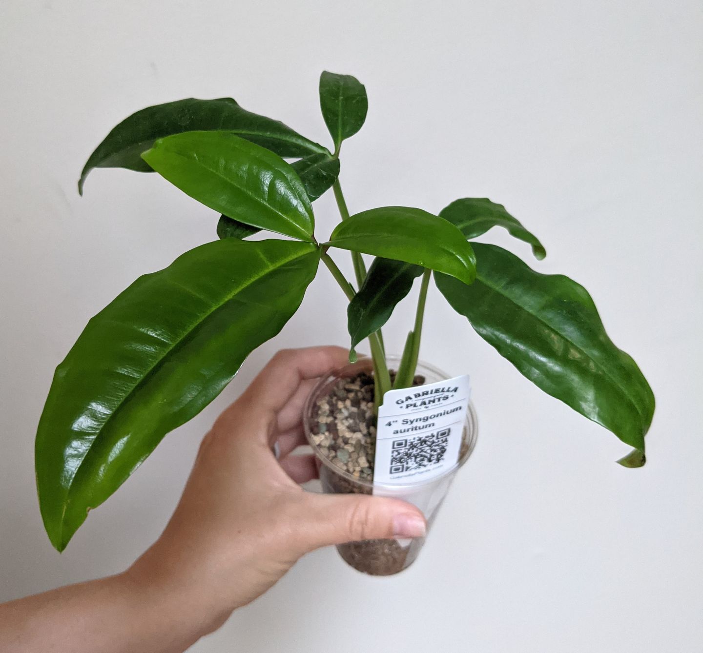Customer photo review of 4" Syngonium auritum