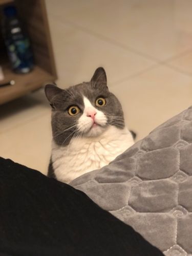 Customer photo review of Furrytail Michu Natural Clumping Tofu Cat Litter 2.5kg/6L